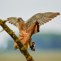 poštolka obecná - Falco tinnunculus