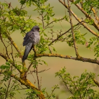 poštolka rudonohá - Falco vespertinus