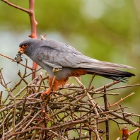 poštolka rudonohá - Falco vespertinus