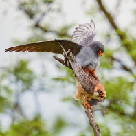 poštolka rudonohá - Falco vespertinus