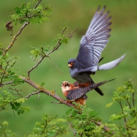 poštolka rudonohá - Falco vespertinus