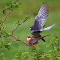 poštolka rudonohá - Falco vespertinus