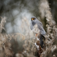 poštolka rudonohá - Falco vespertinus