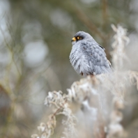 poštolka rudonohá - Falco vespertinus