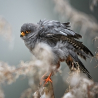 poštolka rudonohá - Falco vespertinus