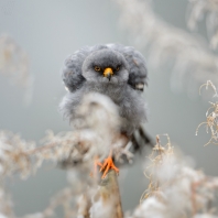 poštolka rudonohá - Falco vespertinus