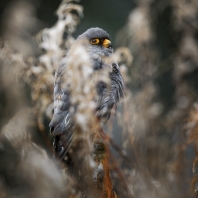 poštolka rudonohá - Falco vespertinus