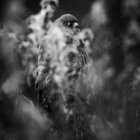 poštolka rudonohá - Falco vespertinus