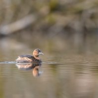 potápka malá - Tachybaptus ruficollis