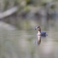 potápka malá - Tachybaptus ruficollis