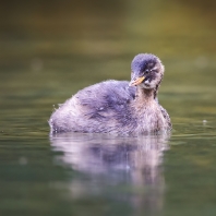 potápka malá - Tachybaptus ruficollis