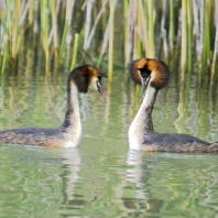 potápka roháč - Podiceps cristatus