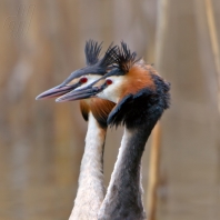 potápka roháč - Podiceps cristatus