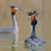 potápka roháč - Podiceps cristatus