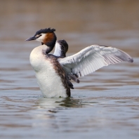 potápka roháč - Podiceps cristatus