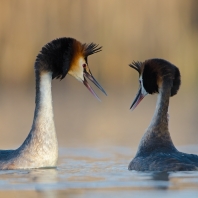 potápka roháč - Podiceps cristatus