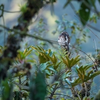 potu andský - Nyctibius maculosus