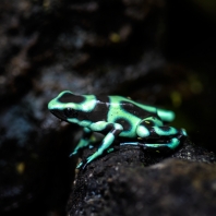 pralesnička batiková - Dendrobates auratus