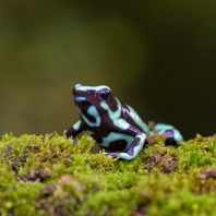 pralesnička batiková - Dendrobates auratus