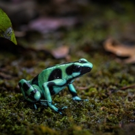 pralesnička batiková - Dendrobates auratus