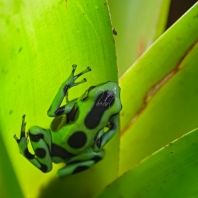 pralesnička batiková - Dendrobates auratus