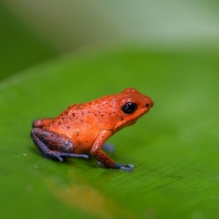 pralesnička drobná - Oophaga pumilio