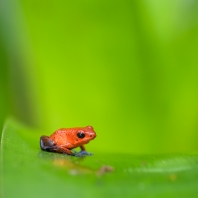 pralesnička drobná - Oophaga pumilio