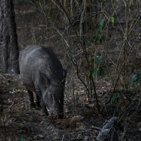prase divoké indické - Sus scrofa cristatus