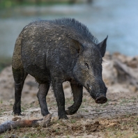 prase divoké indické - Sus scrofa cristatus