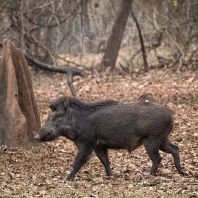 prase indické - Sus scrofa cristatus