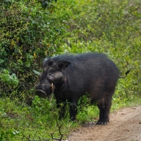 prase pralesní - Hylochoerus meinertzhageni