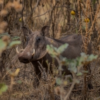 prase savanové - Phacochoerus africanus