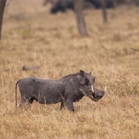 prase savanové - Phacochoerus africanus