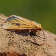 přástevník chrastavcový - Diacrisia...