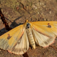 přástevník chrastavcový - Diacrisia...