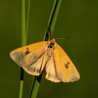 přástevník chrastavcový - Diacrisia...
