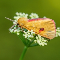 přástevník chrastavcový - Diacrisia sannio