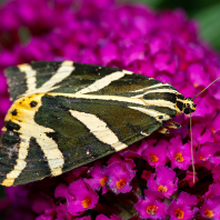 přástevník kostivalový - Euplagia...