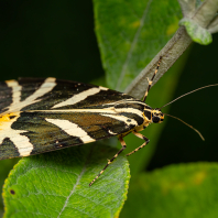 přástevník kostivalový - Euplagia...