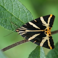 přástevník kostivalový - Euplagia quadripunctaria