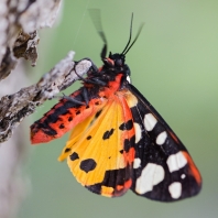 přástevník špenátový - Arctia villica