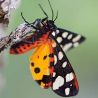 přástevník špenátový - Arctia villica