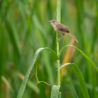 prinie mokřadní - Prinia inornata