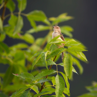 prinie mokřadní - Prinia inornata