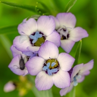 proměnka trojbarvá - Gilia tricolor