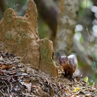 promyka rudá - Herpestes smithii