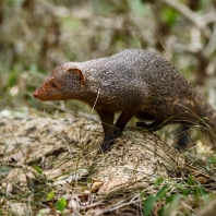 promyka rudá - Herpestes smithii