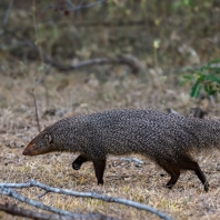 promyka rudá - Herpestes smithii