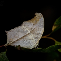 Protogoniomorpha duprei