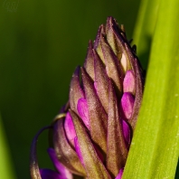 prstnatec pleťový - Dactylorhiza incarnata